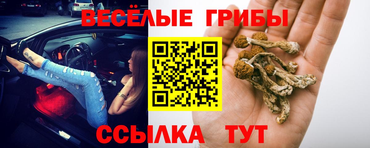 Псилоцибиновые грибы GOLDEN TEACHER  Вход с VPN  Тамбов  Псилоцибиновые грибы прущие грибы 